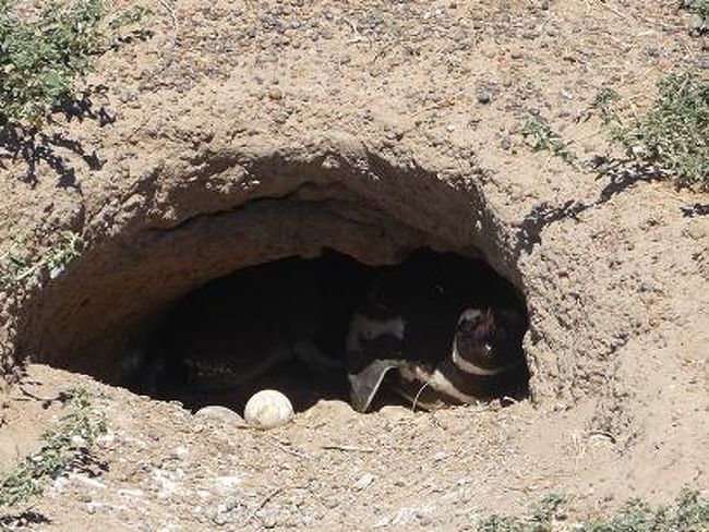 ちょっと！！お母さん。<br />卵が直射日光にさらされてますよ〜？<br /><br />「あら、ほんと。<br />　ゆで卵になるところだったわぁ。」<br /><br />ペンギンの子育ても多種多様だ。<br />
