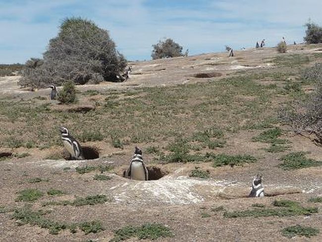 穴から顔を出している様子は、<br />モグラたたきならぬ、ペンギンたたき状態。<br /><br />「ぴこぴこハンマーで叩かないでね！」<br /><br /><br />プンタ・トンボにはこんなユニークな<br />ペンギン達がいっぱい♪<br />