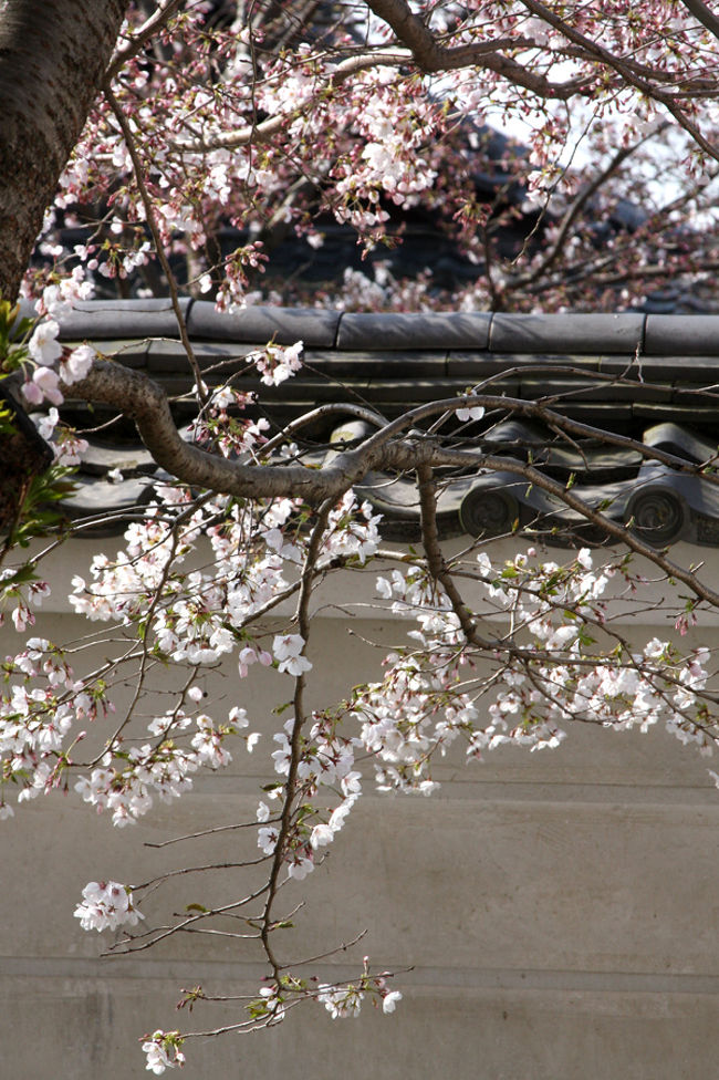今年のJR東海 そうだ 京都、行こうの舞台でもある醍醐寺に行ってまいりました。<br />到着したのが9時ちょっと前。<br />CMでやっているだけあって、開場前から沢山の人が訪れていました。<br />入り口を入ってすぐの塀の写真です。<br />桜とよくあいますね。