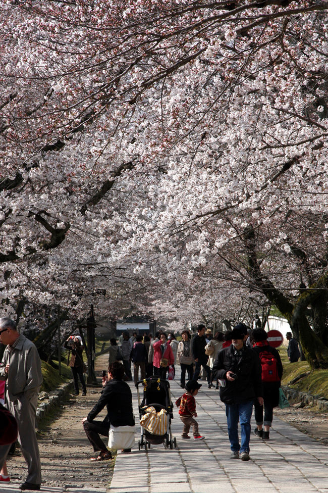 遠くから見ると満開に見えますが、桜のアーチの下だと開花がそれほどでもないんですよね。