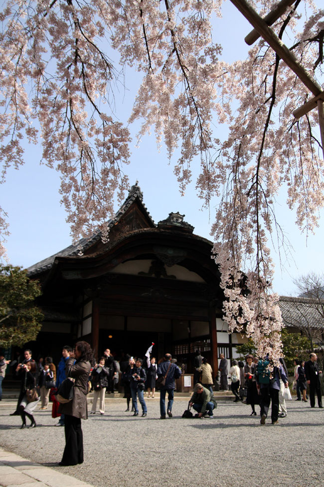 三宝院の桜は満開でした。<br />桜の前で皆さん記念撮影。<br />沢山人がいるため、いい写真が撮れなかった。。。<br />開場してどっと人が流れたため少し時間をずらせばよかったかも。