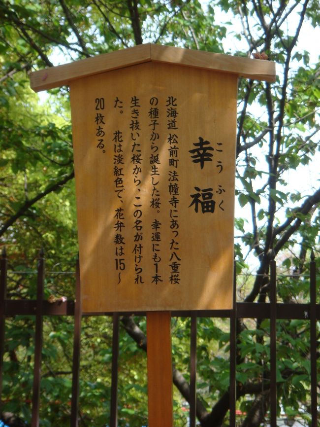 桜の通り抜け　2014年 松前琴糸桜 まつまえこといとざくら|造幣局の桜|8-樹木|木の情報発信基地