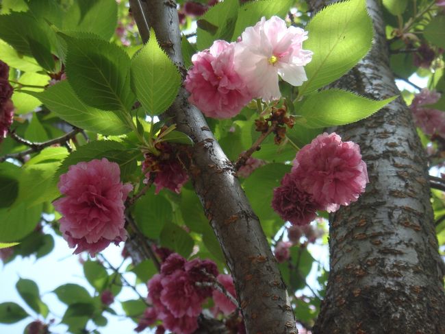 ○お散歩○造幣局桜の通り抜け⑤』大阪の旅行記・ブログ by