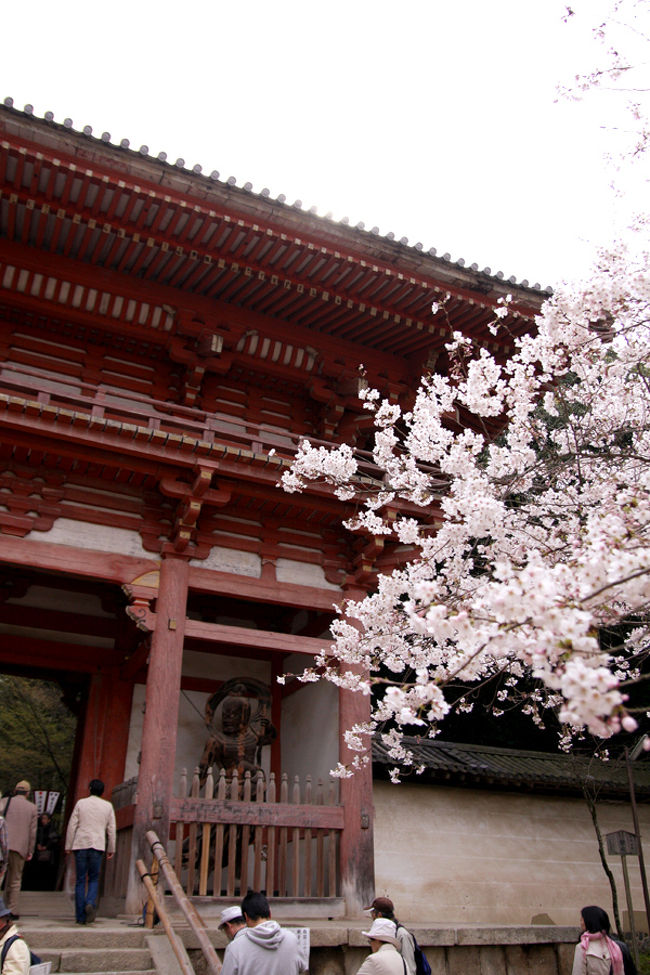 仁王門。ここから先入場料が必要です。<br />今回2枚つづり共通券を購入しました。<br />三宝院、伽藍、霊宝館のいずれか2施設の拝観ができます。<br />入り口まで来て、桜の開花状態などを見て今回はこちらの入場はパスしました。