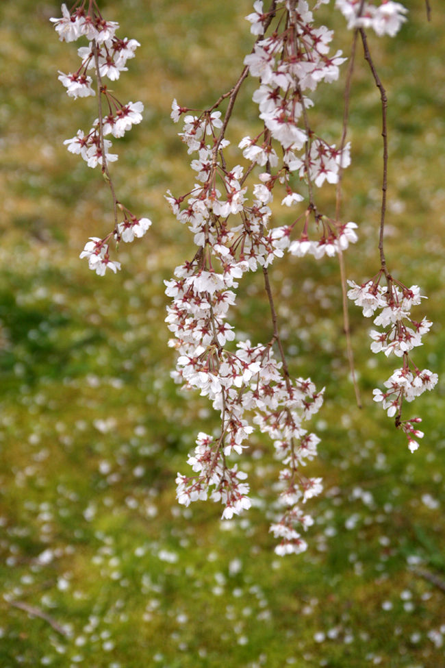 枝垂れ桜？綺麗でした。<br />でももう散っているんですよね。<br />枝垂れって割と後に咲くイメージがあったのですが。