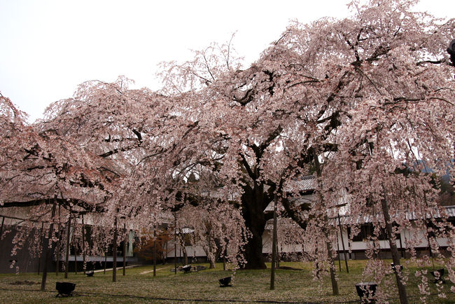 霊宝館の桜です。<br />既にピークは過ぎていますが、迫力があります。<br />満開時にはもっとすごいんだろうな〜
