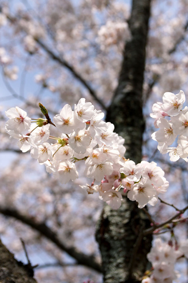 平等院にも桜が咲いていました。<br />といっても数本あるだけですが。