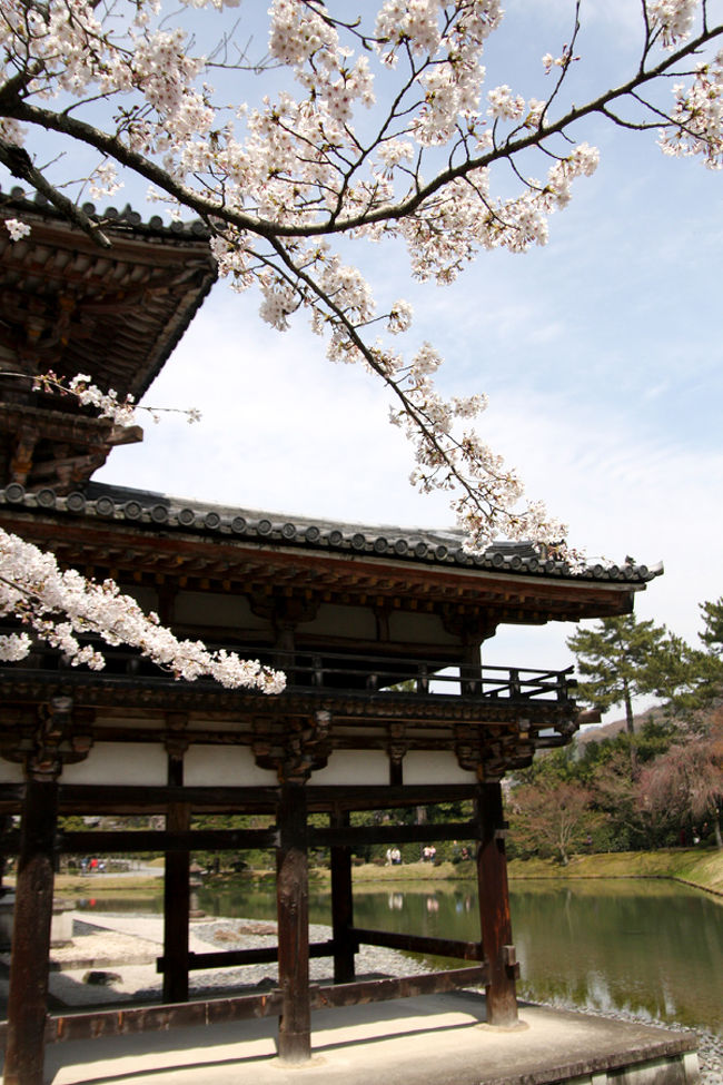 平等院の脇に咲く桜です。<br />バランスよく平等院に入る桜って無いんですよね。<br />残念。