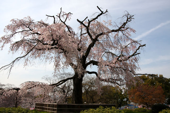 円山公園の桜です。<br />有名な場所だけに観光客の方が沢山居ました。<br />写真で見た桜となんか違うなぁ〜なんて思ってましたが、枝がだいぶ切り落とされているみたいです。<br />老木のようですので、何か病気で切り落とされたのでしょうか。<br />綺麗な花を見せてくれる桜ですから、大切にして欲しいですね。