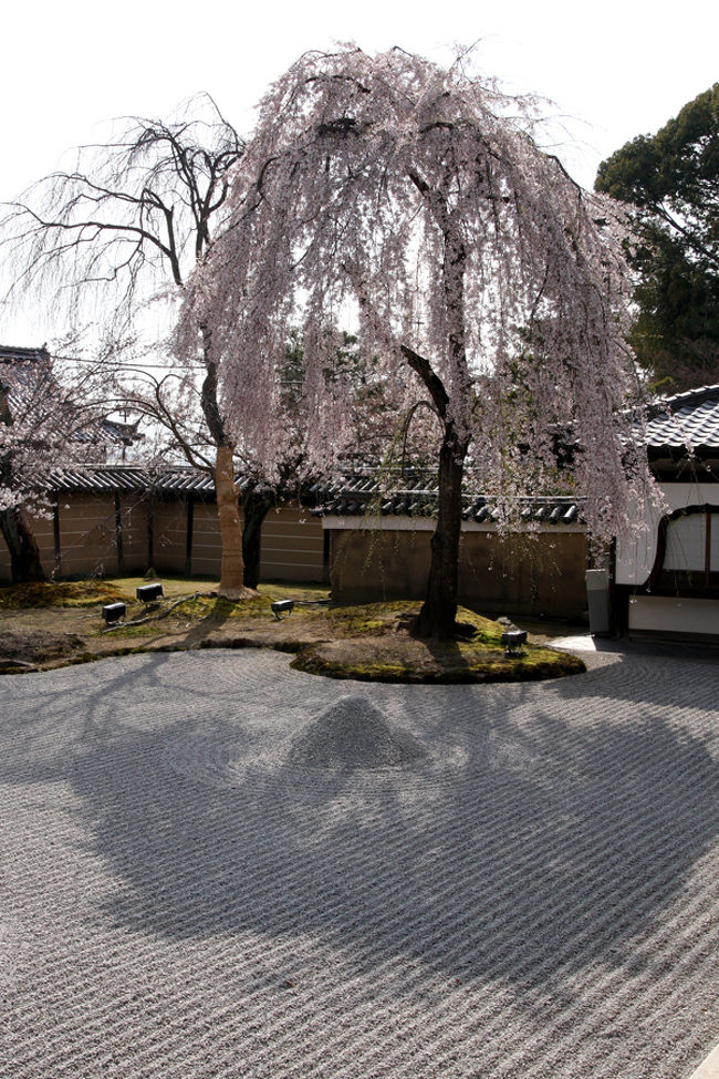 高台寺の桜です。枯山水の庭園と桜が見事！<br />ライトアップもしているようで、夜も見てみたかったな。<br />午後だと逆光になるので、日中見るなら午前中がお勧めです。