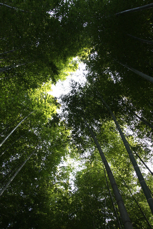高台寺内の庭園から。