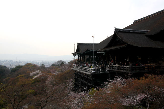 桜の開花は写真の通りでした。<br />ほんとに残念です。<br />清水寺の下の方では工事をしており、桜は咲いてないし工事していて近くに寄れないし、もうガッカリ。