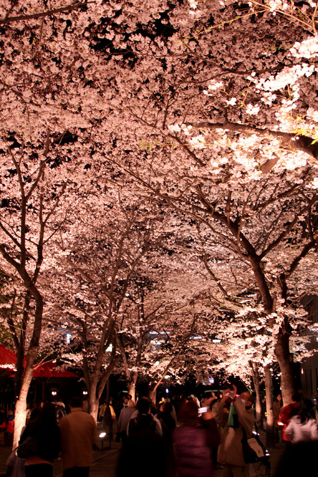 祇園白川の桜は満開。<br />多くの人たちが訪れ、みんな写真撮ってました。<br />見事ですねぇ。<br />桜を満喫した京都旅行でした。<br /><br />今回万歩計を付けていたのですが、なんと30000歩！も歩きました。<br />どうりで足が痛いわけです。