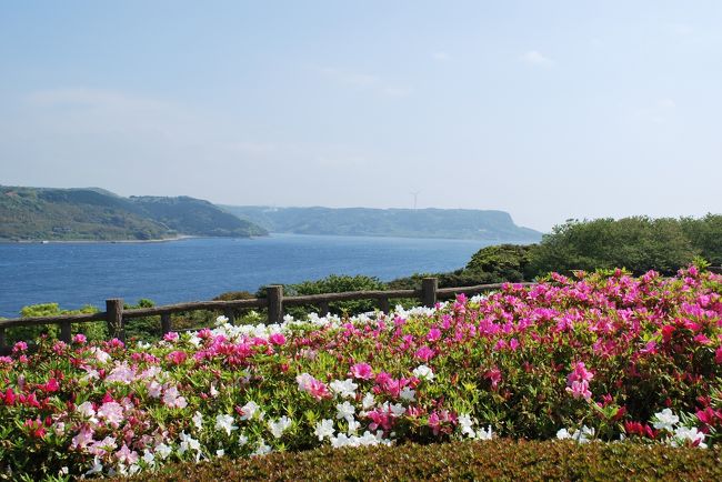 もうつつじも満開