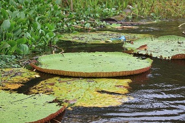 自然のオオオニバスもあります。