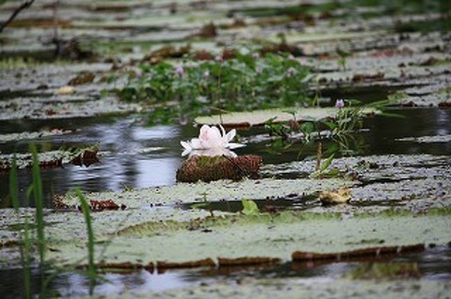 オオオニバスの花です。