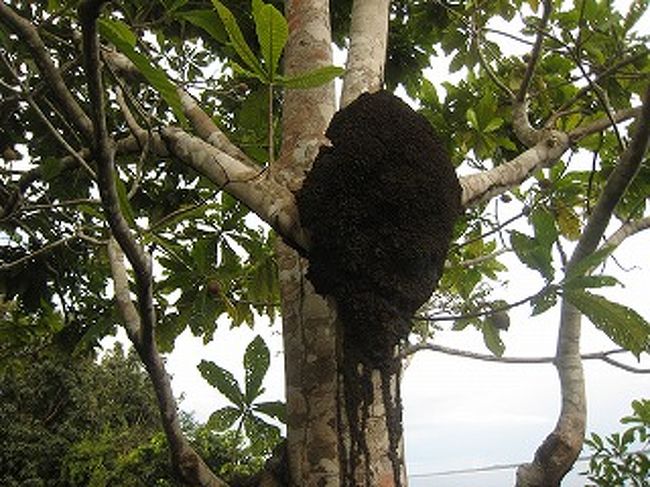 これアリの巣です。