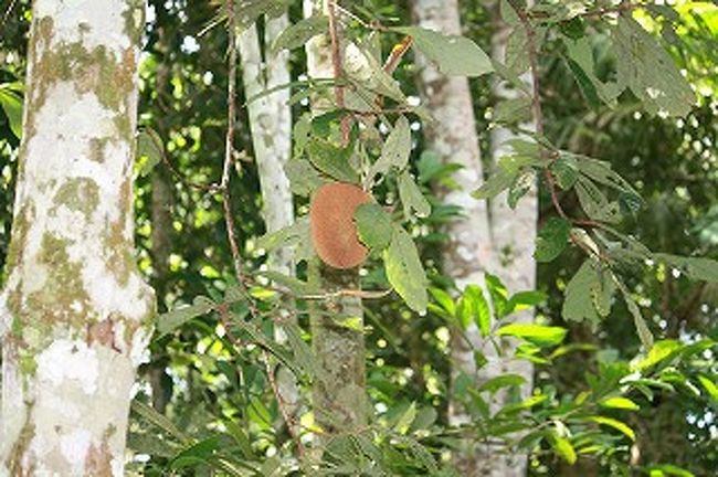 果物もなっています。