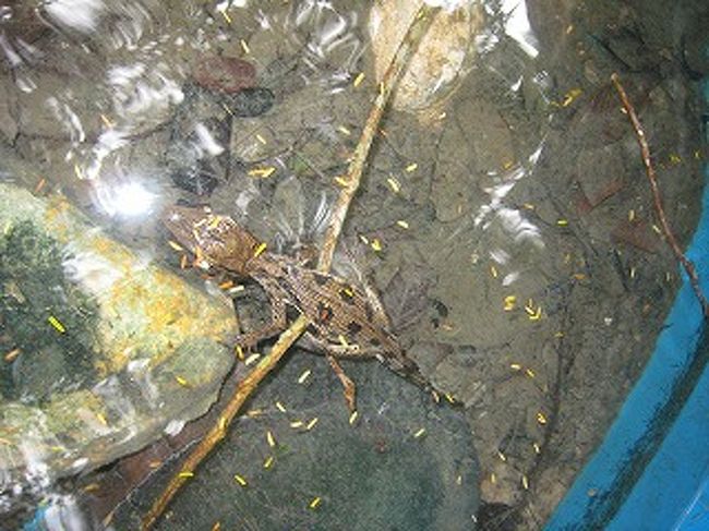 大きい水槽に小さなワニがいました。