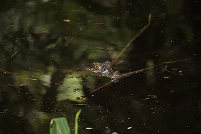 ホテル内のため池には魚もワニもいます。