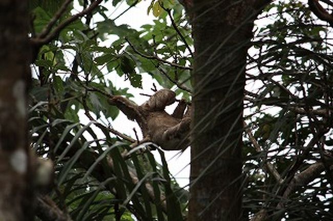 ホテルに偶然ナマケモノが現れました。