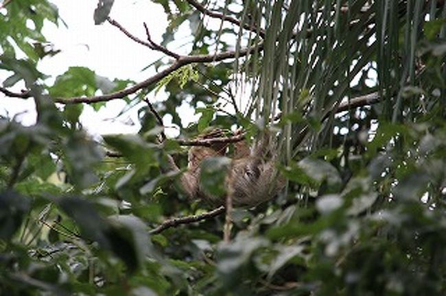 ゆっくりと木から木へ移っていきます。