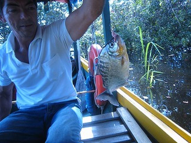 夕方ピラニア釣りに行きました。