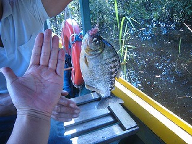手のひらサイズが入れ食いです。