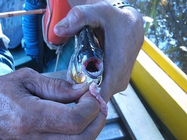 鋭い歯に注意しないと指を噛み切られます。