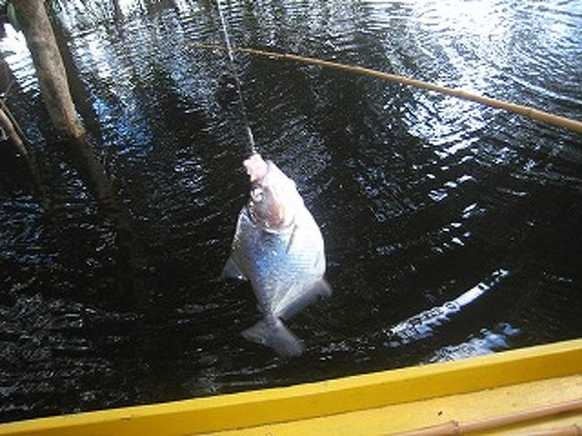 はじめは竿で水面をバチャバチャと叩いてから竿をたれます。