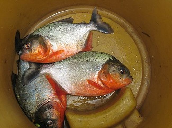 こんな色をしています。