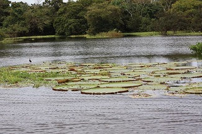 また、オオオニバスがありました。