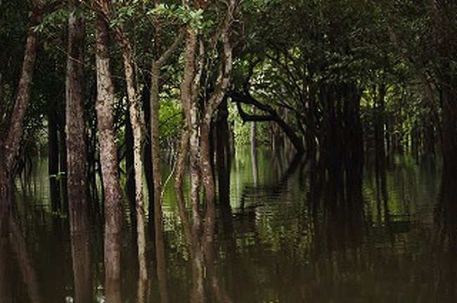 さらに中に入って行くともののけ姫出てきそうな幻想的な場所へ行きました。
