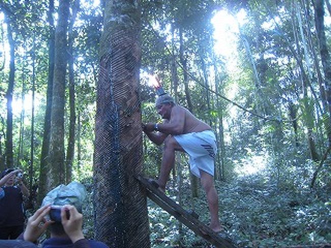 次は昔ながらのゴム採取を観に行きます。マナオスはこのゴムで栄えた町です。
