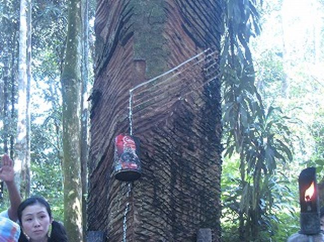 木に切り込みを入れるとゴムのもとになる樹液が出てきます。切り込みを入れる角度が重要だそうです。
