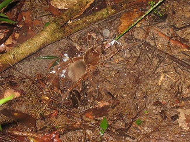 ジャングルトレッキングではタランチュラも見ることができました。