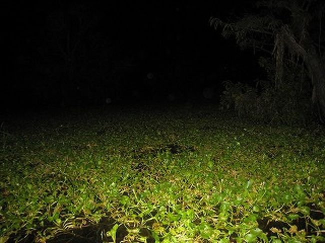 夜はワニを捕まえに行きます。