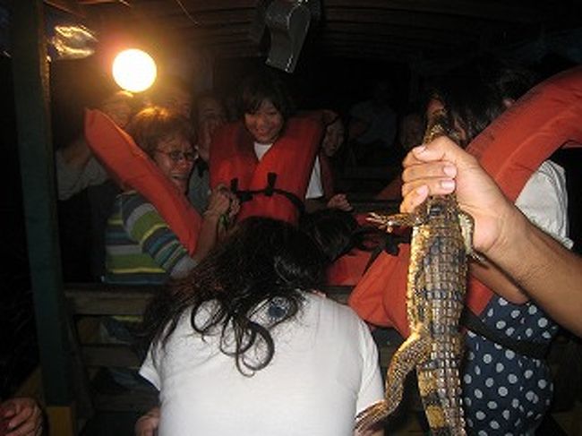 体長８０ｃｍぐらいのワニです。