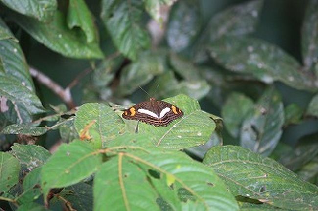 アマゾンにはたくさんの動物がいました。蝶