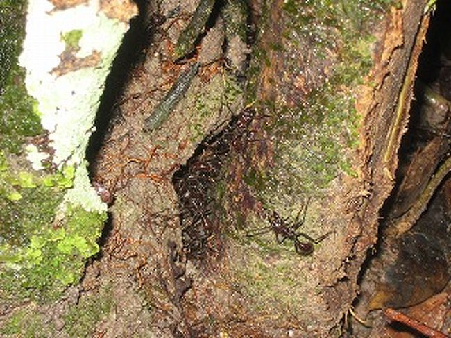 アリ（２ｃｍぐらいの巨大アリです）