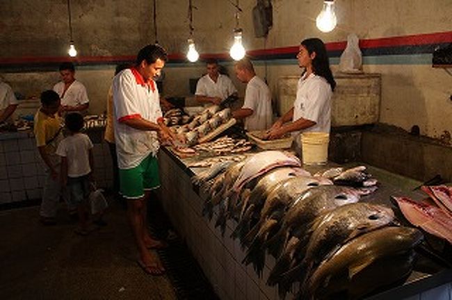 巨大な魚がたくさんいます。