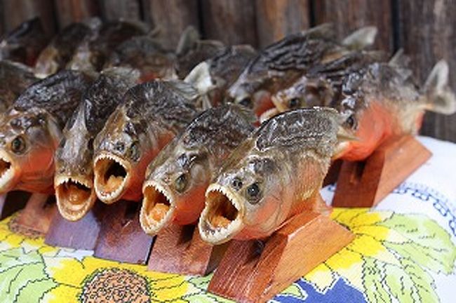 近くの土産屋にはたくさんのピラニアがいます。