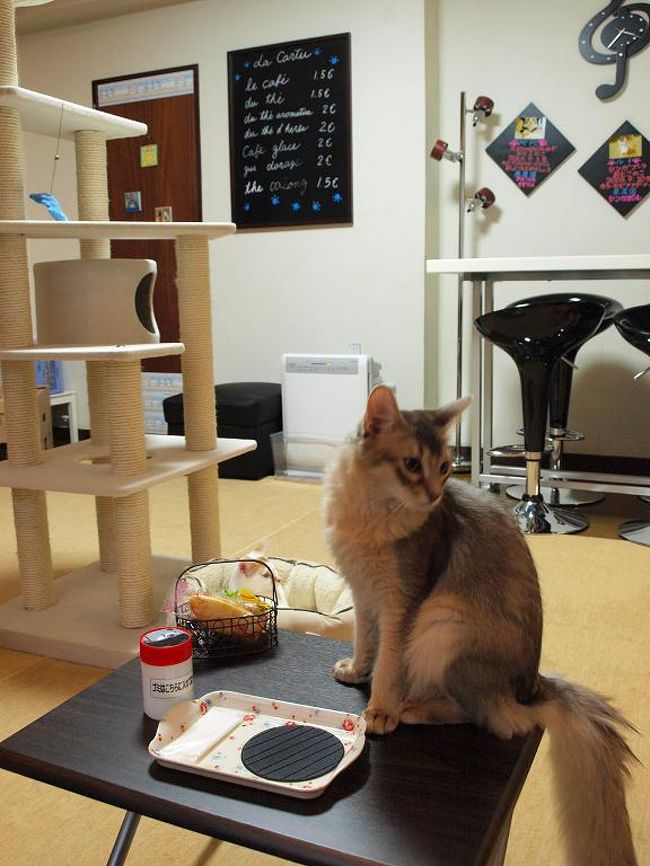 ひさびさの猫カフェ In 赤坂 Cat Cafe きまぐれねこ 赤坂 東京 の旅行記 ブログ By ジュリままさん フォートラベル