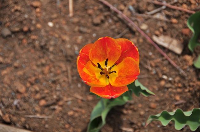 訪れる少し前まではかなり寒かったが春の訪れを感じます