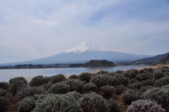 今は雑草にしか見えないが季節になるとラベンダーの淡い紫色でいっぱいになるという
