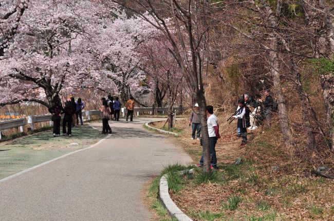 ここ桜きれいだなっておもって車を止めてみると一眼サンでいっぱい。しかも結構殺気立ってる