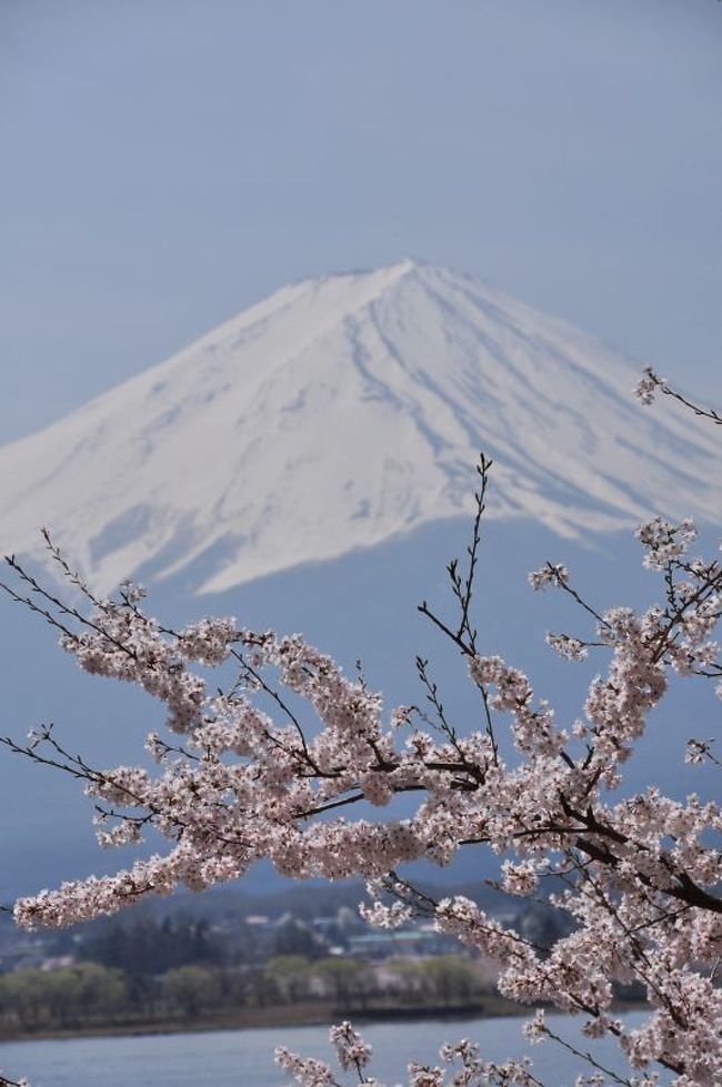 本日のベストショットのひとつでしょうか。。もう少し先まで桜が咲いていてくれれば。。。