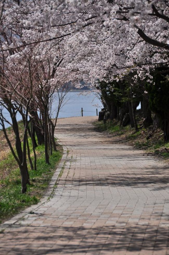 桜のトンネルを通貨し湖畔へ