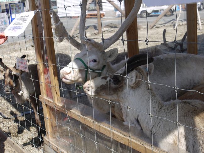 途中、トイレ休憩したところにいたトナカイ。<br />えさ（有料）をやった人がいたら<br />いっぱい集まってきました。<br />角にもモコモコと毛が生えていました。<br />新たな発見です！