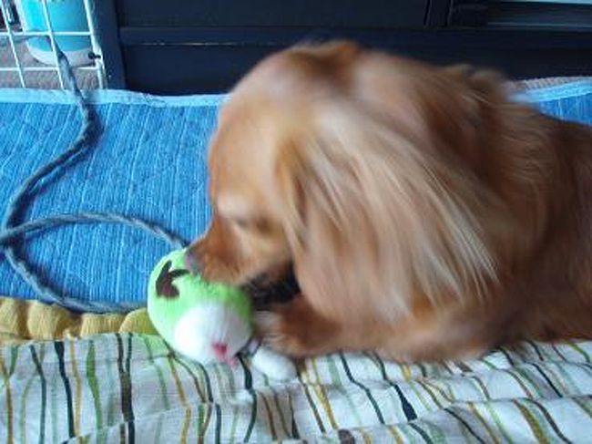 うちの菜々が、早速おもちゃで遊んでましたよ〜♪<br />破壊魔なので、このおもちゃ３日で星になりましたが・・・(T_T)